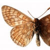 euphydryas aurinia pellucida type